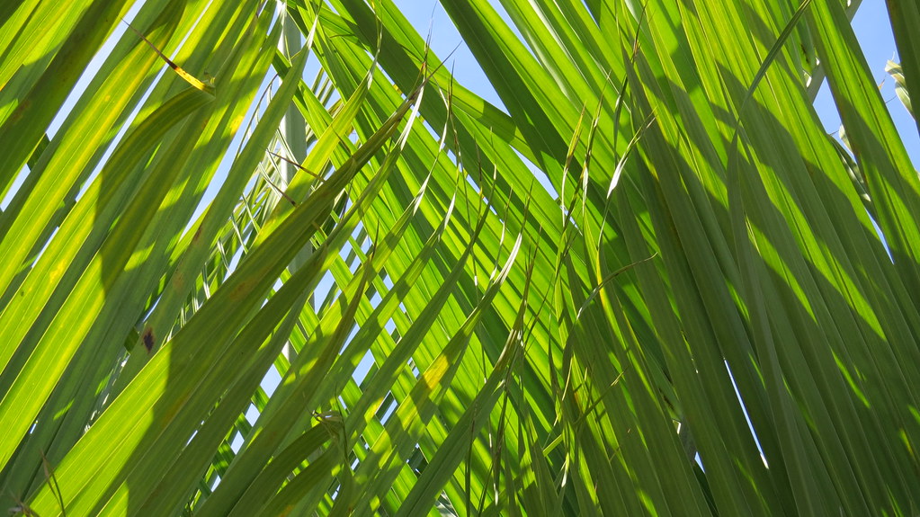 palm branches